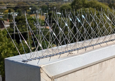 Anti-roosting bird spikes on parapet wall
