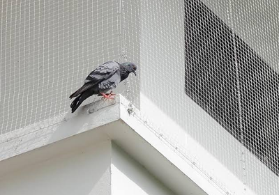 Pigeon bird netting installation in Gurugram