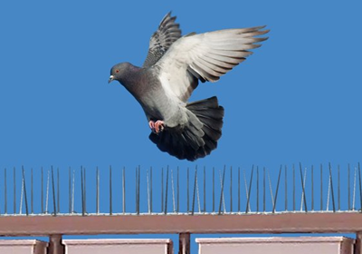 Pigeon spikes to prevent sitting and roosting